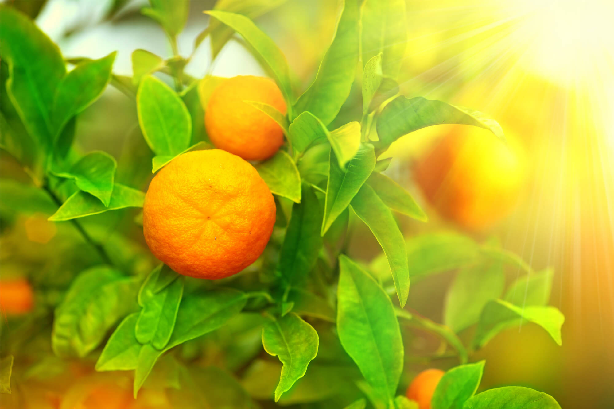 Griffith agricultural tours - close up photo of ripe oranges in an orchard.