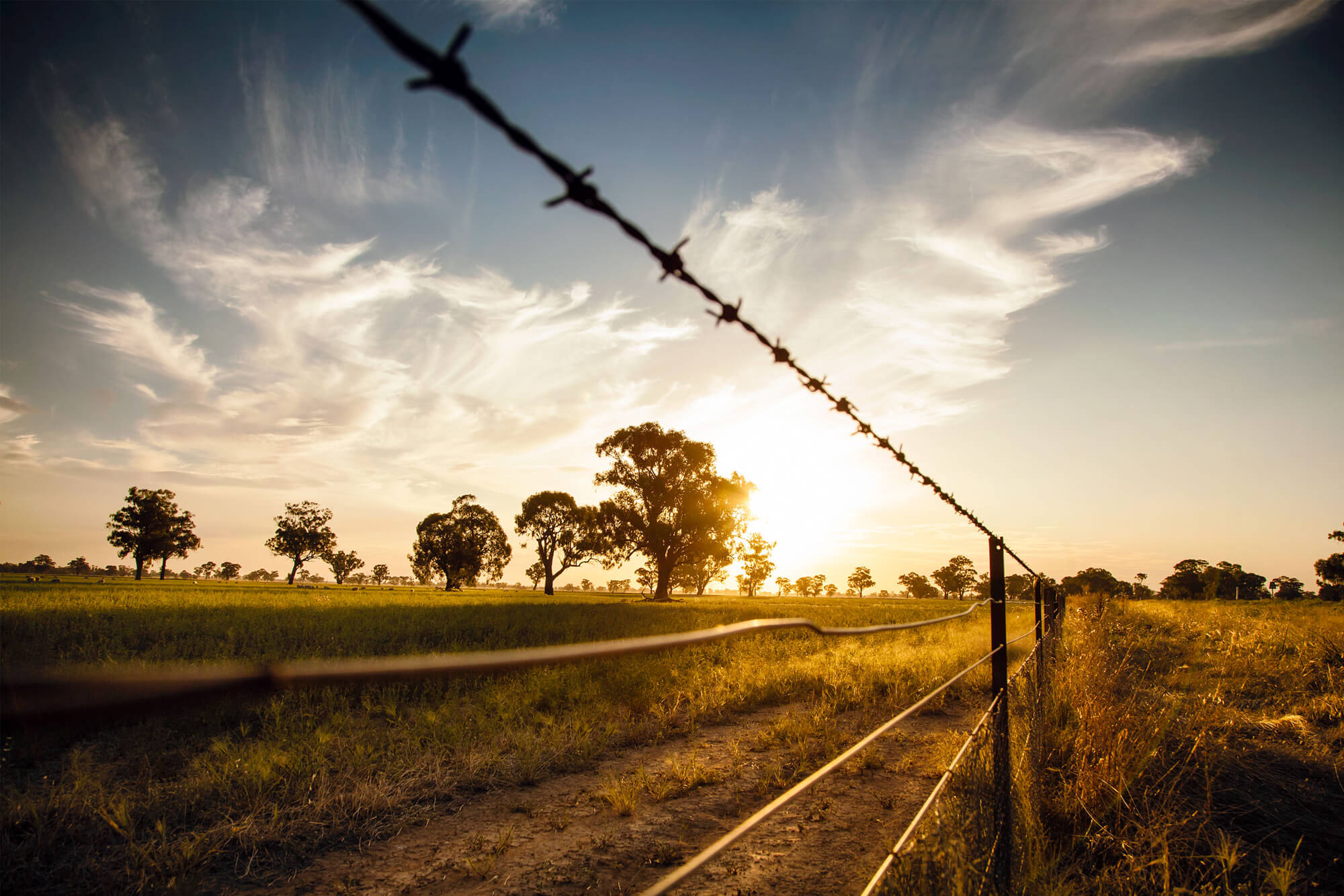 Griffith Tours about page image of Australian outback farmland through a barbed wire fence.