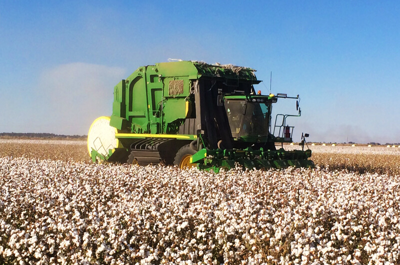 Griffith Tours New South Wales - photo of a large green cotton harvester harvesting cotton.